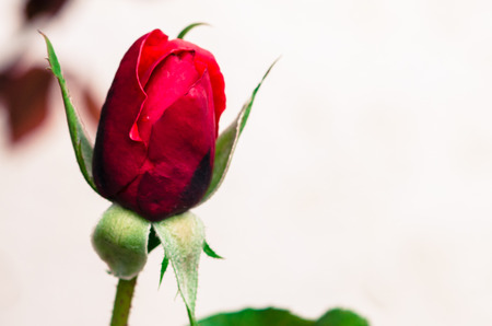 detail of red rose on white backgroundの写真素材