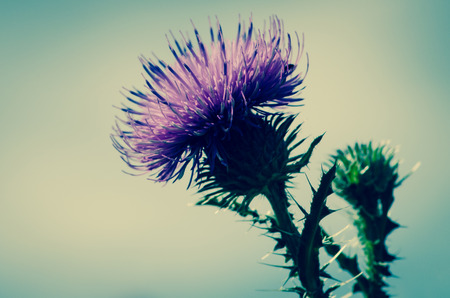 detail of pink thistle imageの写真素材