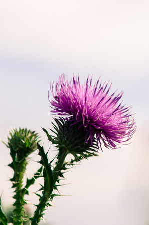 detail of pink thistle imageの写真素材