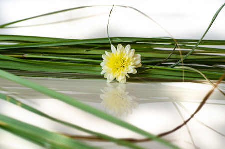 decoration of yellow flower in the grass