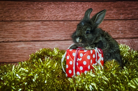 rabbit pet and christmas presentの写真素材