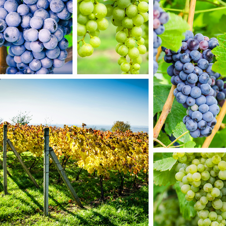 collage of vineyard at autumn time and grapesの写真素材
