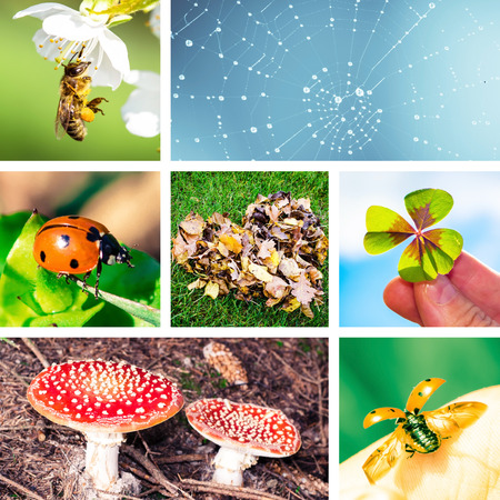 collage of symbols of natureの写真素材