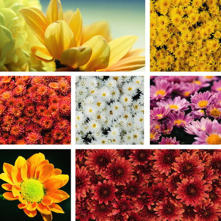 collage of colorful chrysanthemum flower