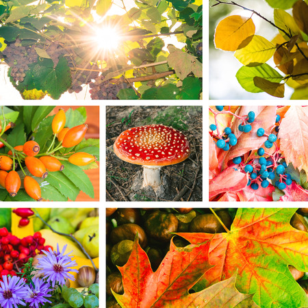 colorful collage of autumn leaves,grape, brier, toadstool and othersの写真素材