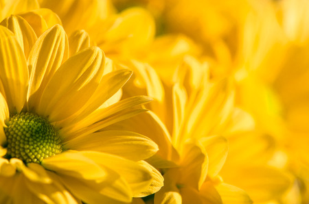 yellow chrysanthemum flower detail imageの写真素材