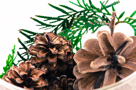 pine cone in glass vase christmas concept