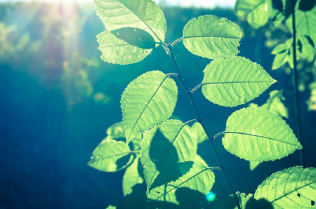 vivid green leaves in sunlight