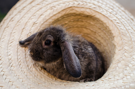 baby rabbit animal in hatの写真素材