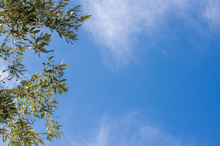 branches of olive tree and blue sky with cloudsの写真素材