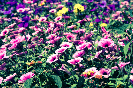 colorful petunias flower bed imageの写真素材