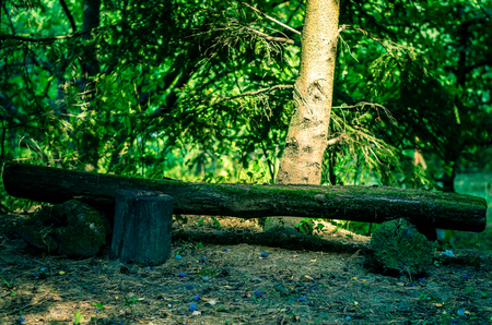 abandoned wooden mossy bench in the forestの写真素材