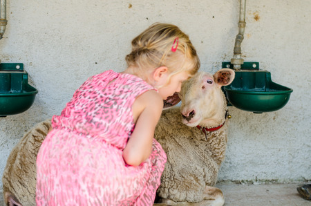 adorable little blond girl caressing white sheepの写真素材