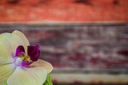 broworchid flower against wooden backgroundの写真素材