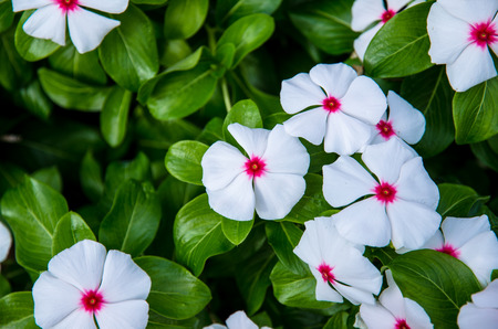 tiny white flowers and green leavesの写真素材