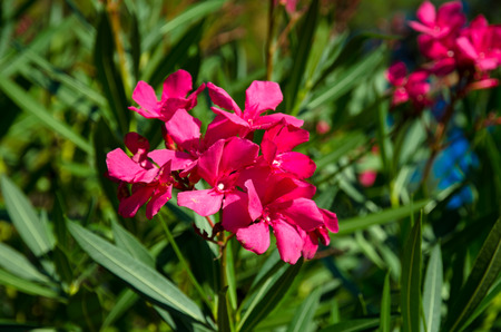 pink oleander flower and green leaves