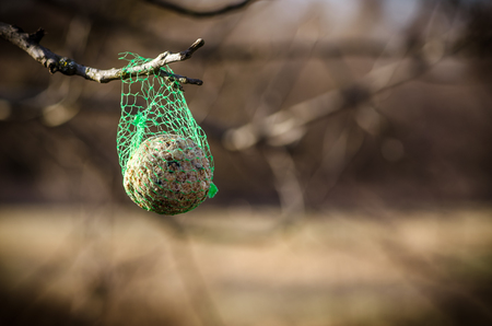 feeder for birds hang on treeの写真素材