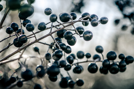 black chokeberry fruit close up