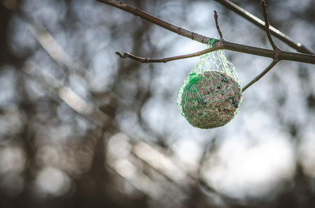 feeder for birds on tree twigの写真素材