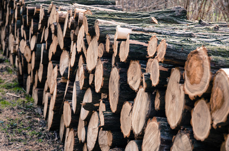pile of wooden tree stumps