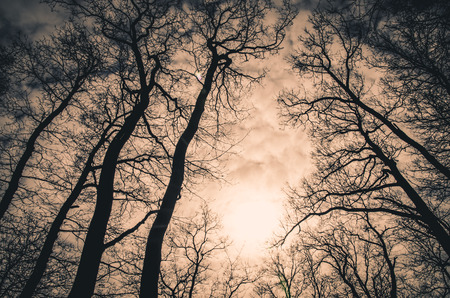 tone sunset in the forest