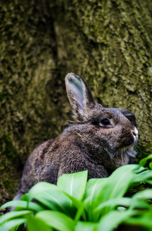 cute gray rabbit pet in natureの写真素材