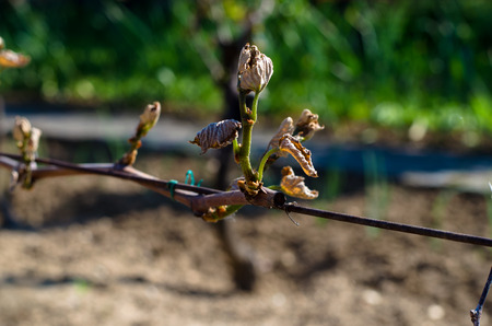 damaged dry vineyard plantの写真素材