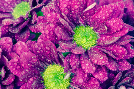 bright chrysanthemum flower with waterdropsの写真素材