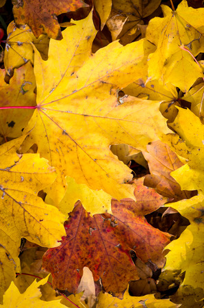 bright orange autumn leaves detail