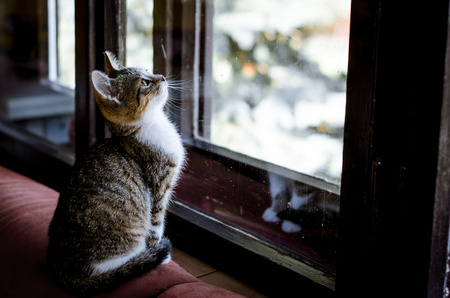 little cat sitting alone and looking through the windowの写真素材