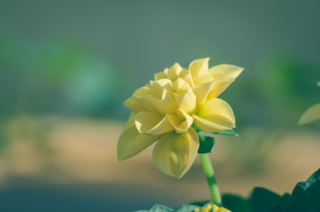 blossoming yellow dahlia flowerの写真素材