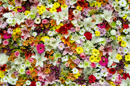 beautiful colorful flower wall backgroundの写真素材