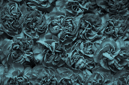 blue carnation flowers desaturated retro effectの写真素材