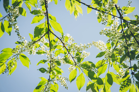 bright green leaves and white blossoming flowers in springtime