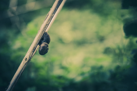 snails crawling in twig against green plantsの写真素材