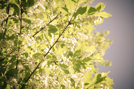 bright green leaves and white blossoming flowers in springtime