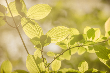 bright green leaves and sunlight in springtimeの写真素材
