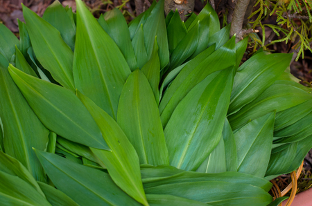 wild garlic leaves detail in spring forest