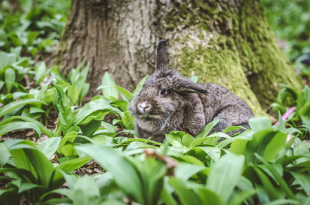 rabbit in wild garlic leaves detail in spring forestの写真素材