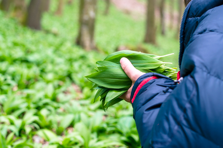 harvestubg wild garlic leaves in sprin forest