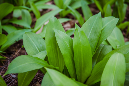 green wild garlic leaves in spring countryside