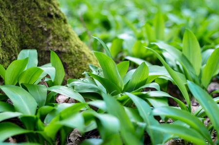 wild garlic leaves detail in spring forest