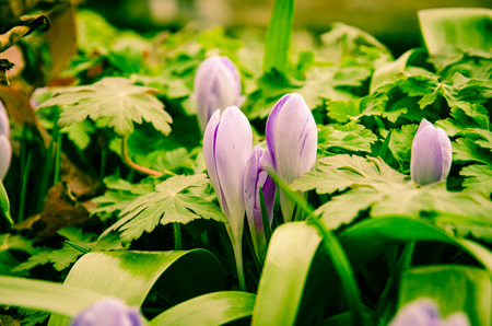 purple crocus flower in spring timeの写真素材