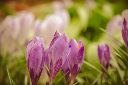 purple crocus flower in spring time