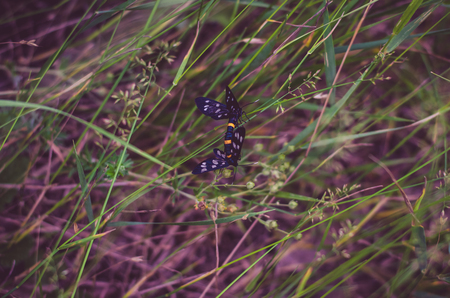 two butterflies playing in green grassの写真素材