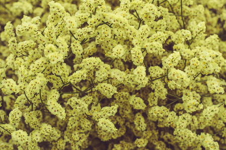 group of colorful dried flowersの写真素材