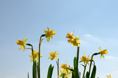 group of yellow blossoming daffodil flower with green leaves and blue skyの写真素材