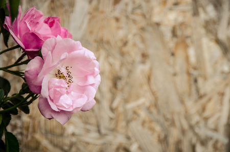 beautiful  pink roses against wooden backgroundの写真素材