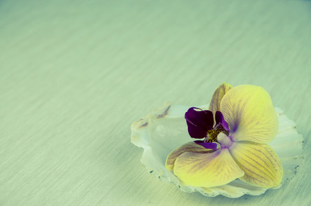 spa and wellness concept with orchid flower and shellの写真素材