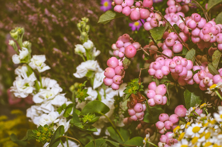 mix of blossoming colorful flowersの写真素材
